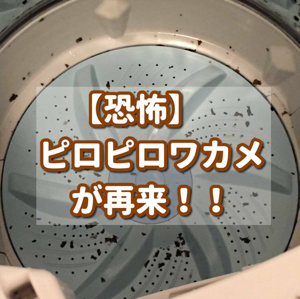 家事 恐怖 ピロピロワカメの再来 Umiの気ままなブログ